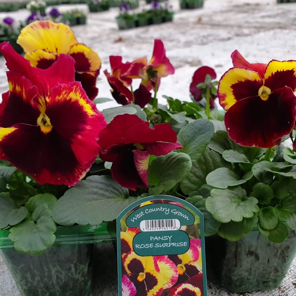 Rose Surprise Pansy 6 Pack