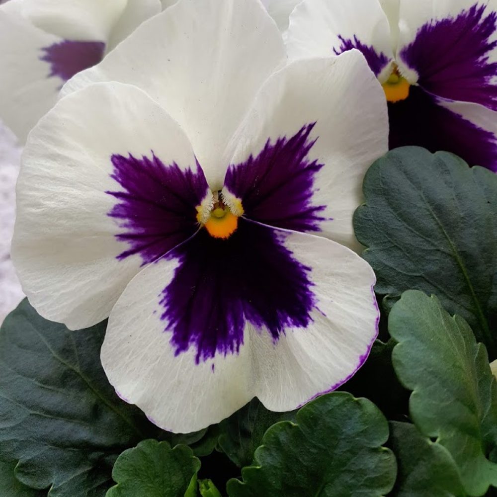 White Blotch Pansy 6 Pack