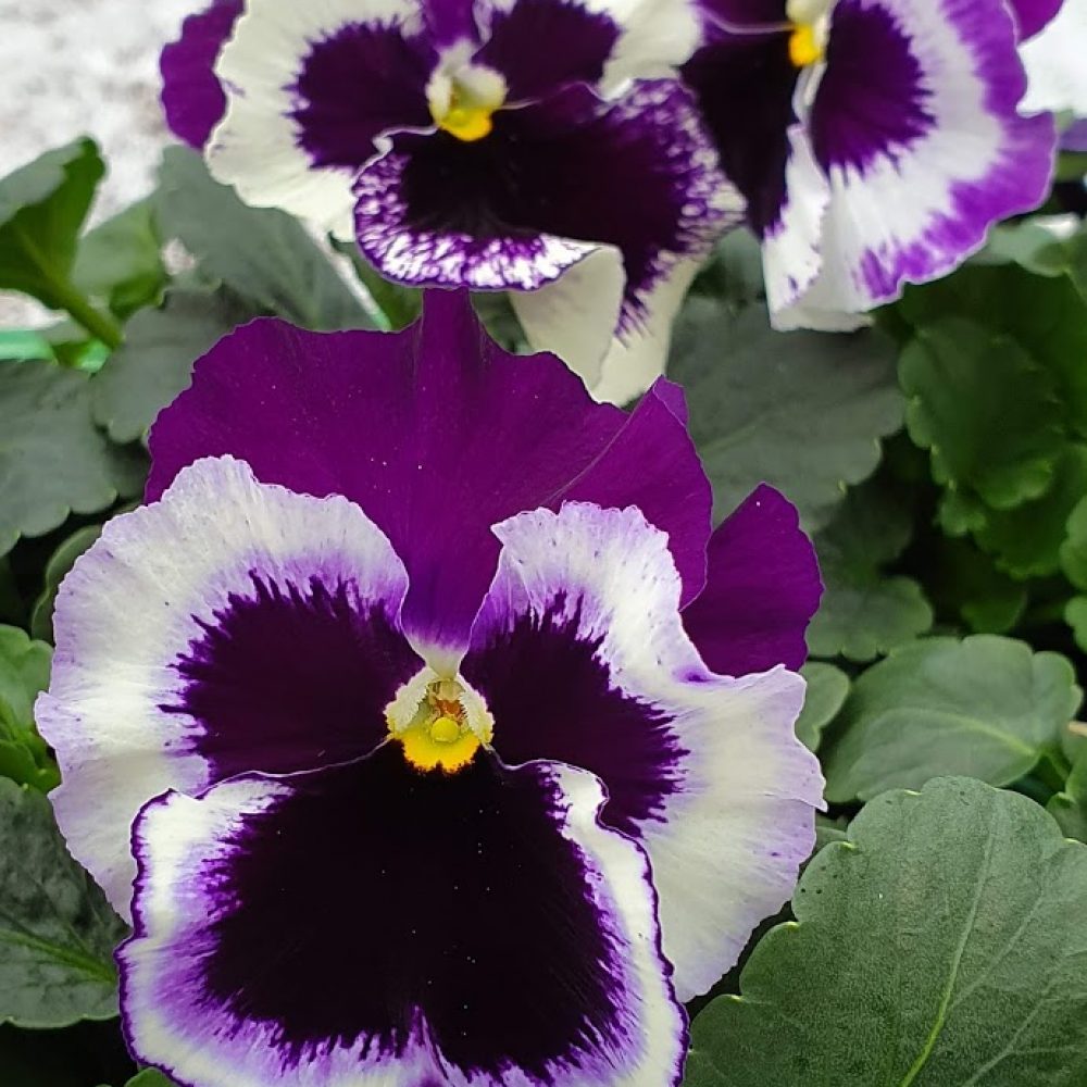 White with Purple Wing Pansy 6 Pack 3