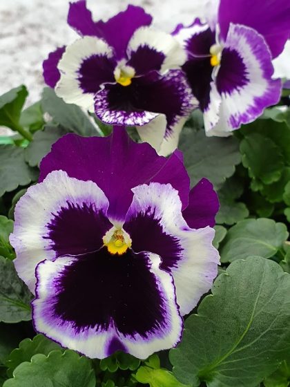 White with Purple Wing Pansy 6 Pack 3