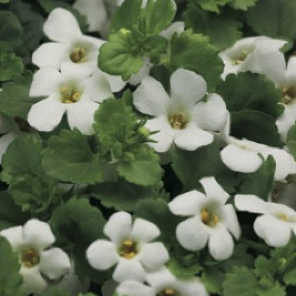 Bacopa Hot White