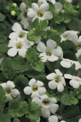 Bacopa Hot White