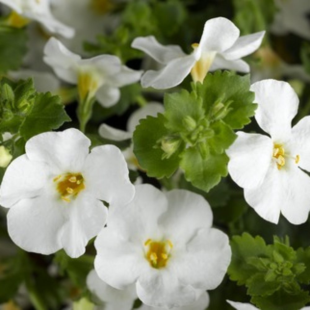 Bacopa Gulliver