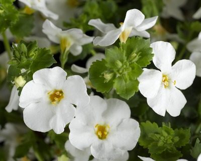 Bacopa Gulliver