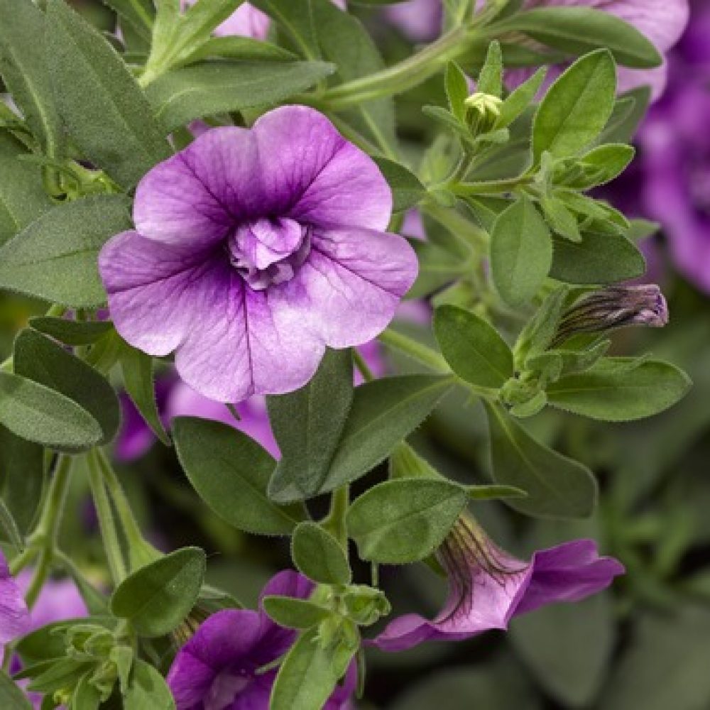 Calibrachoa Double Lav