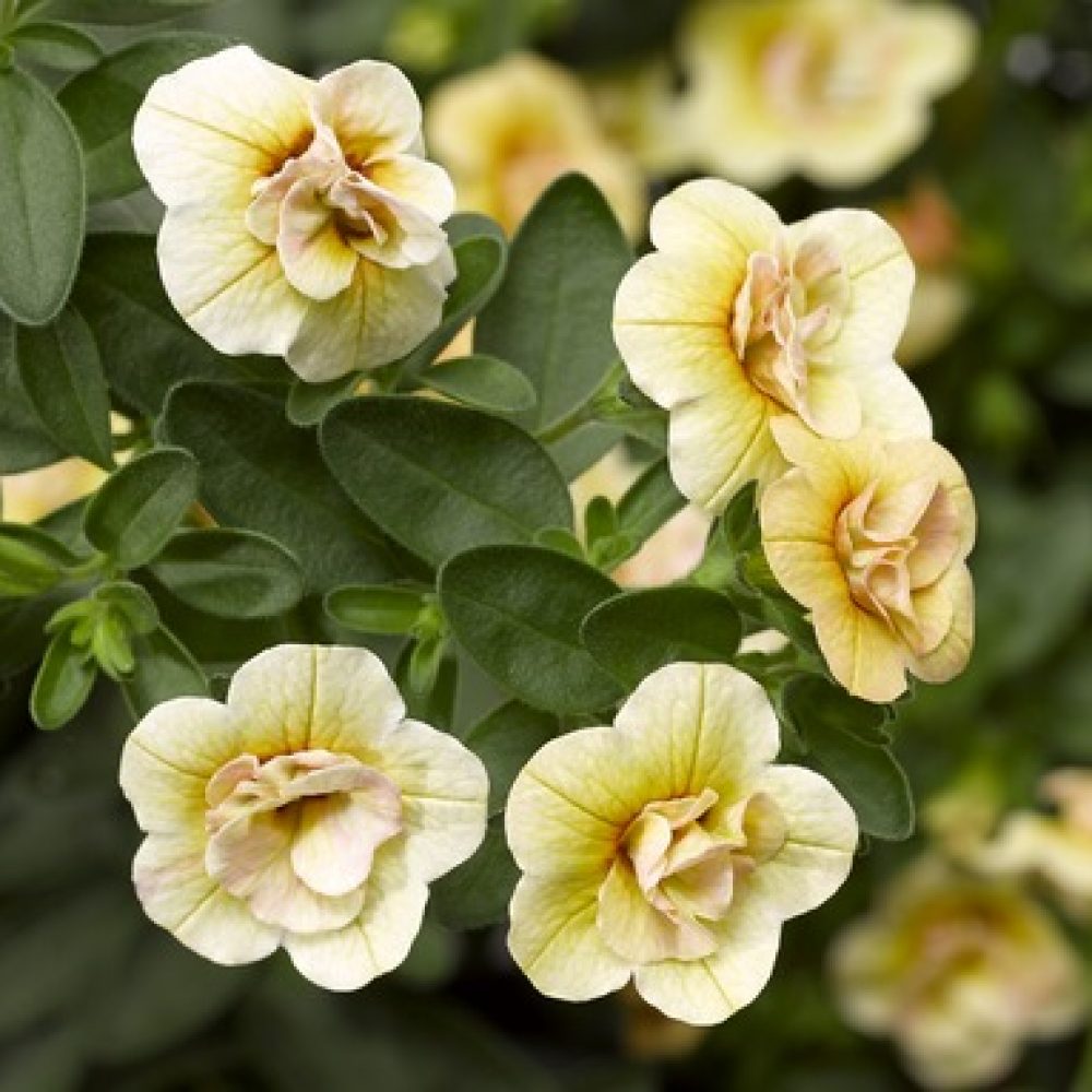 Calibrachoa Double Mango