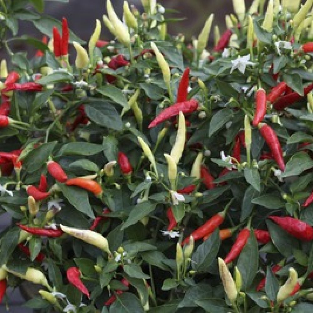 Chilli Basket of Fire