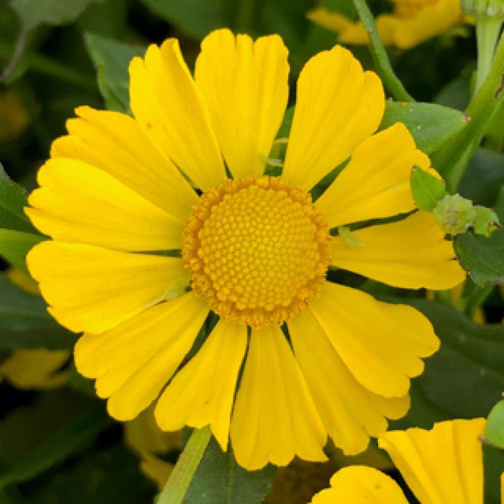 Helenium Yellow