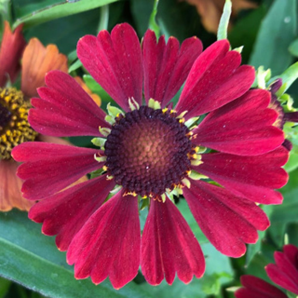 Helenium red