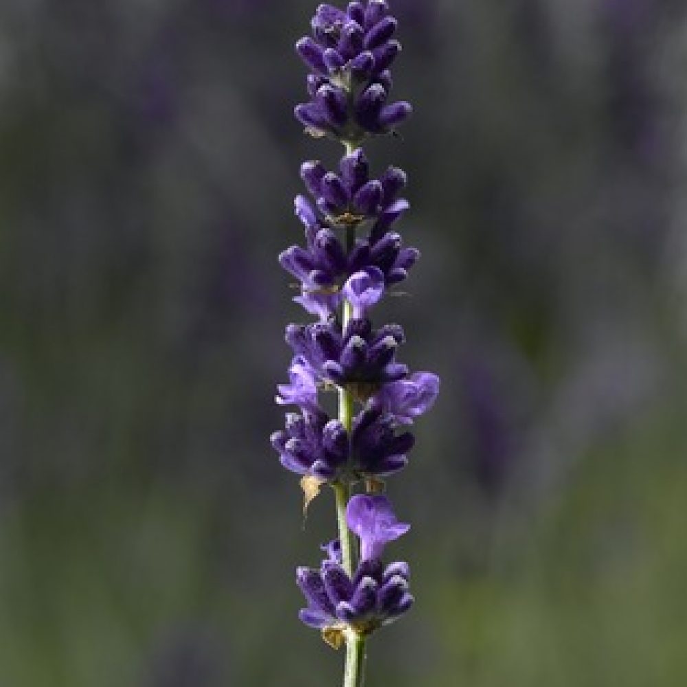 Lavender Hidcote