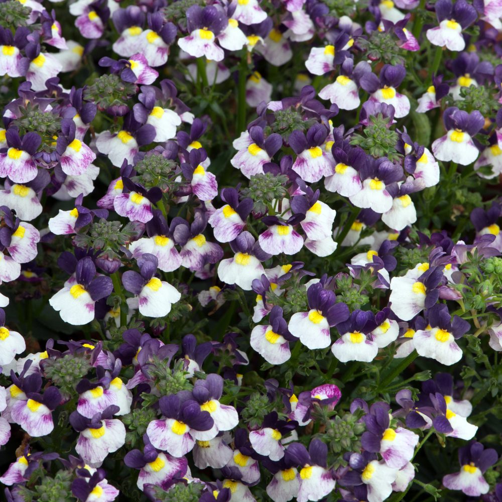 Nemesia Blueberry Ice