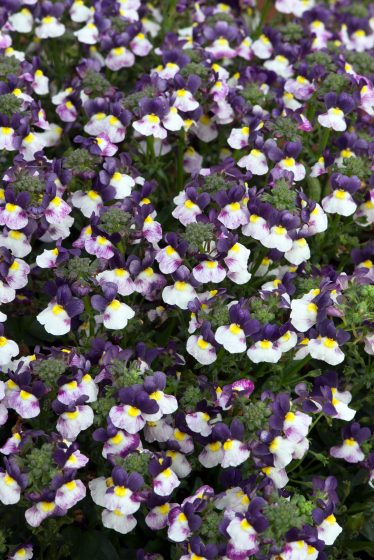 Nemesia Blueberry Ice