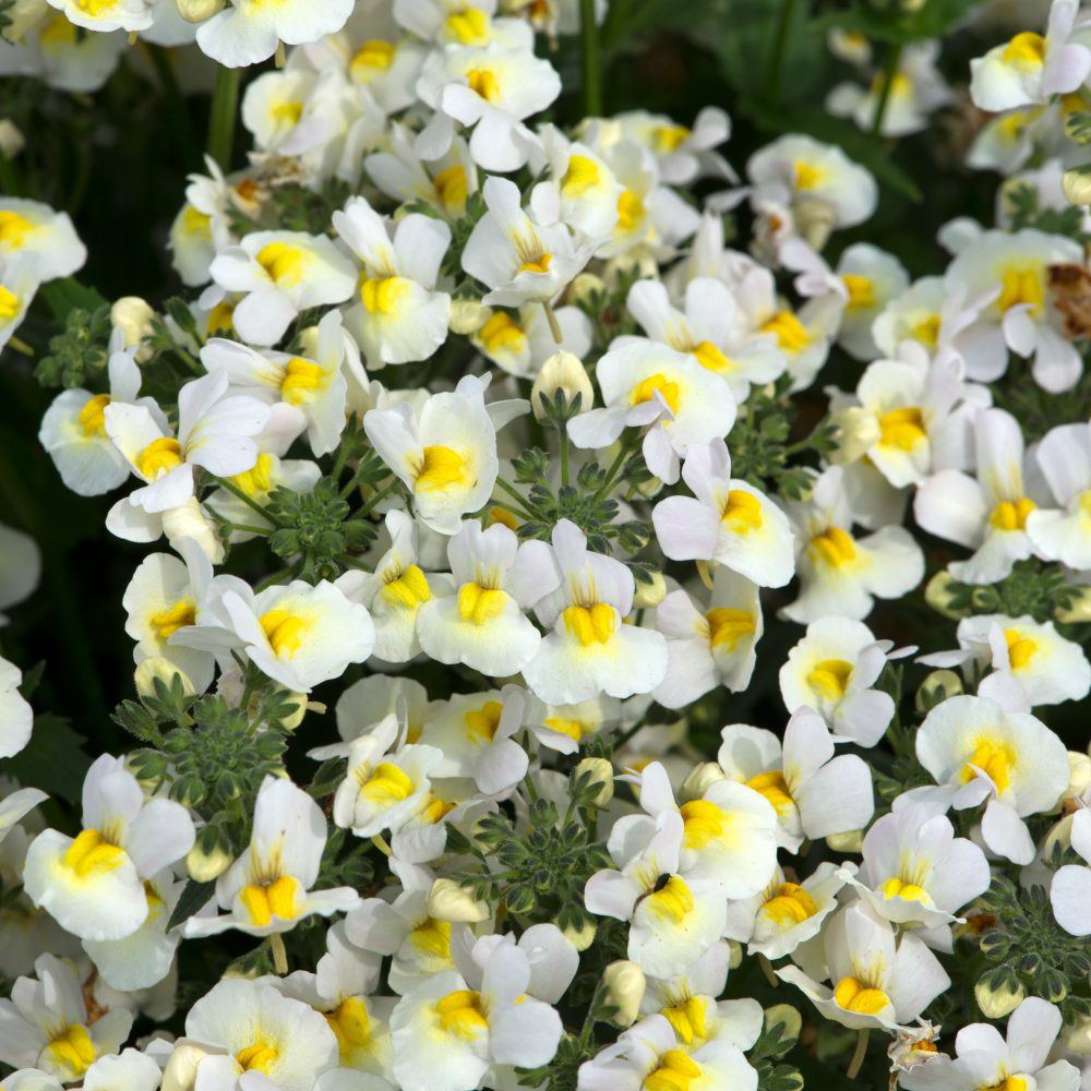 Nemesia Sundae Vanilla Ice