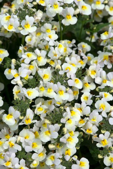 Nemesia Sundae Vanilla Ice