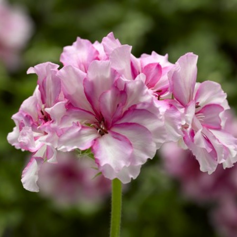 Pelargonium Pink Bi