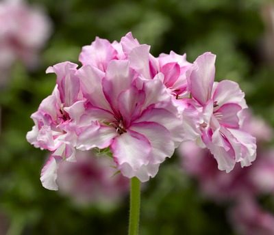 Pelargonium Pink Bi