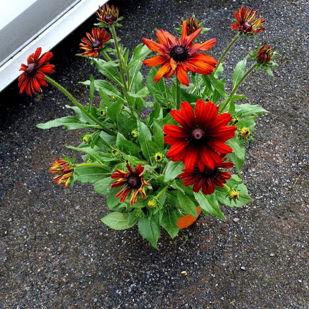 RUDBECKIA SUMMERINA 1