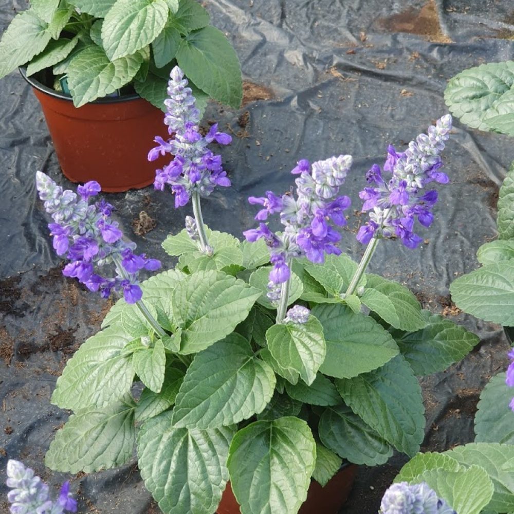 Salvia Big Blue