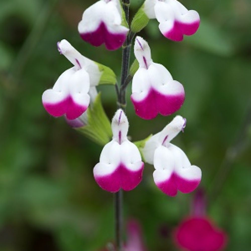 Salvia Cherry Lips