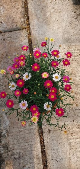 Patio Pot Agryanthemun