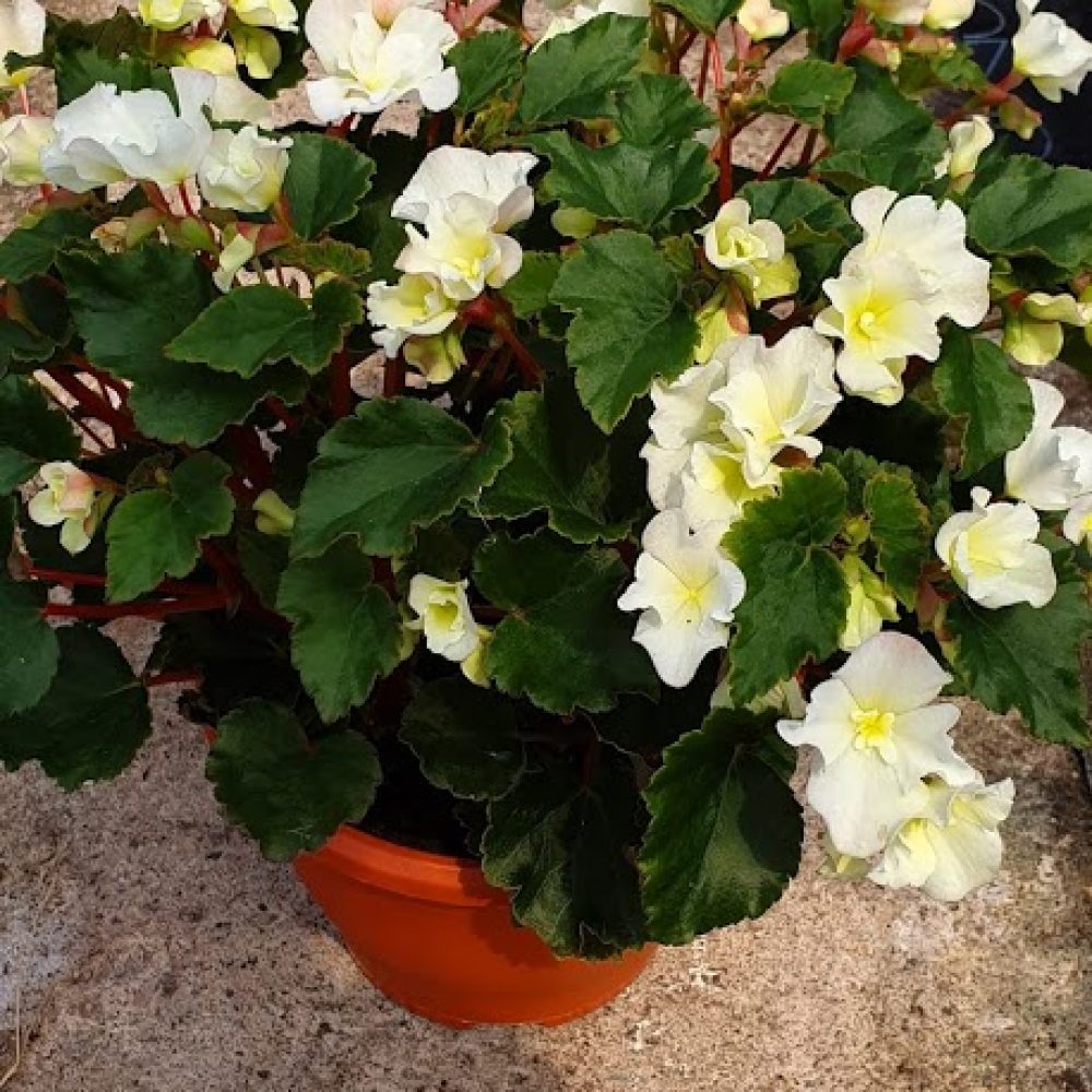 Begonia Solenia Patio Pot