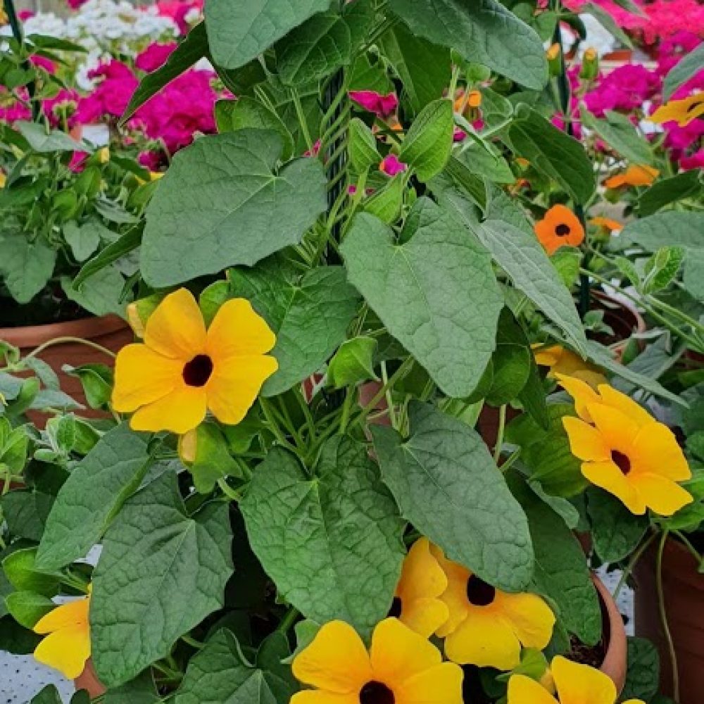 Patio Pot Thunbergia