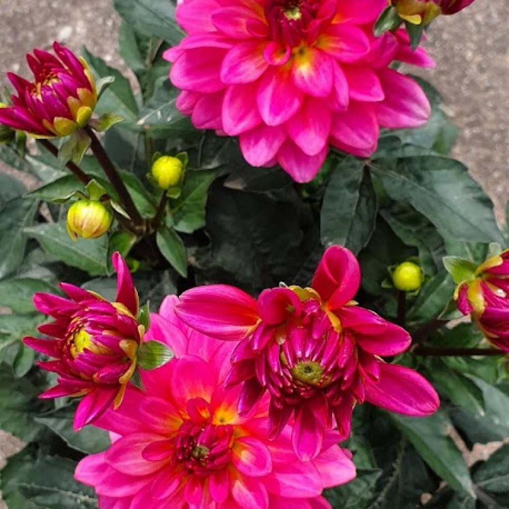 Dahlia Grandalia Sunrise