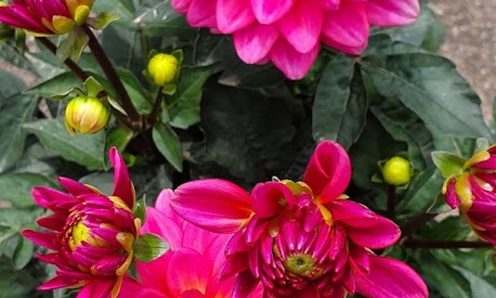 Dahlia Grandalia Sunrise