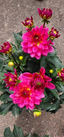 Dahlia Grandalia Sunrise