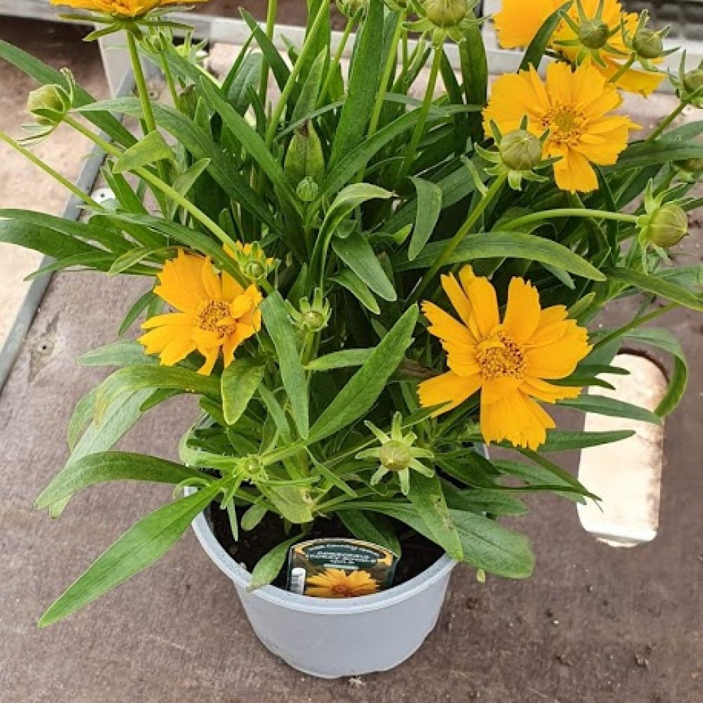 Coreopsis single gold