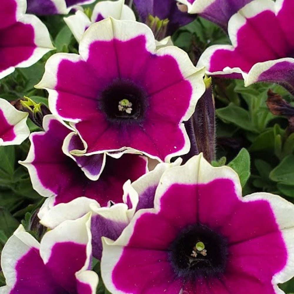 Petunia Rim Magenta