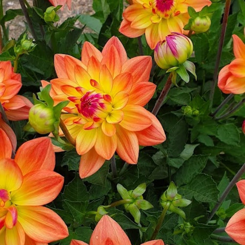 Dahlia Sincerity Peach