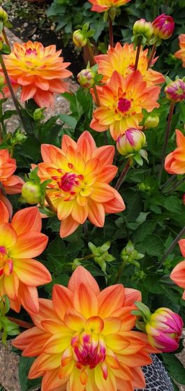 Dahlia Sincerity Peach