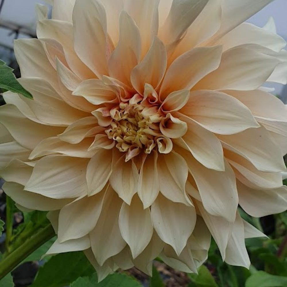 Dahlia Cafe Latte