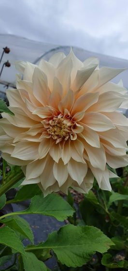 Dahlia Cafe Latte