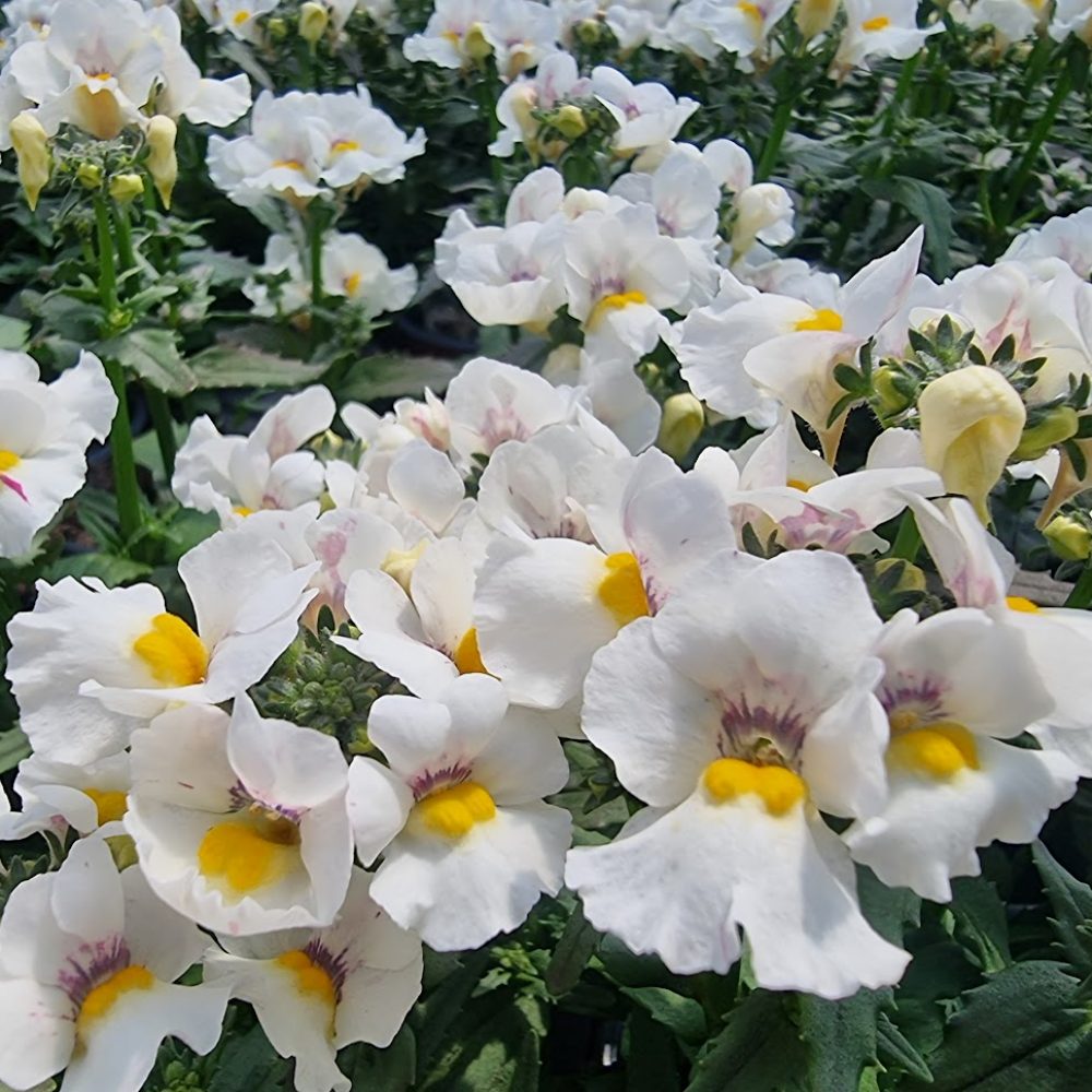 Nemesia Snow