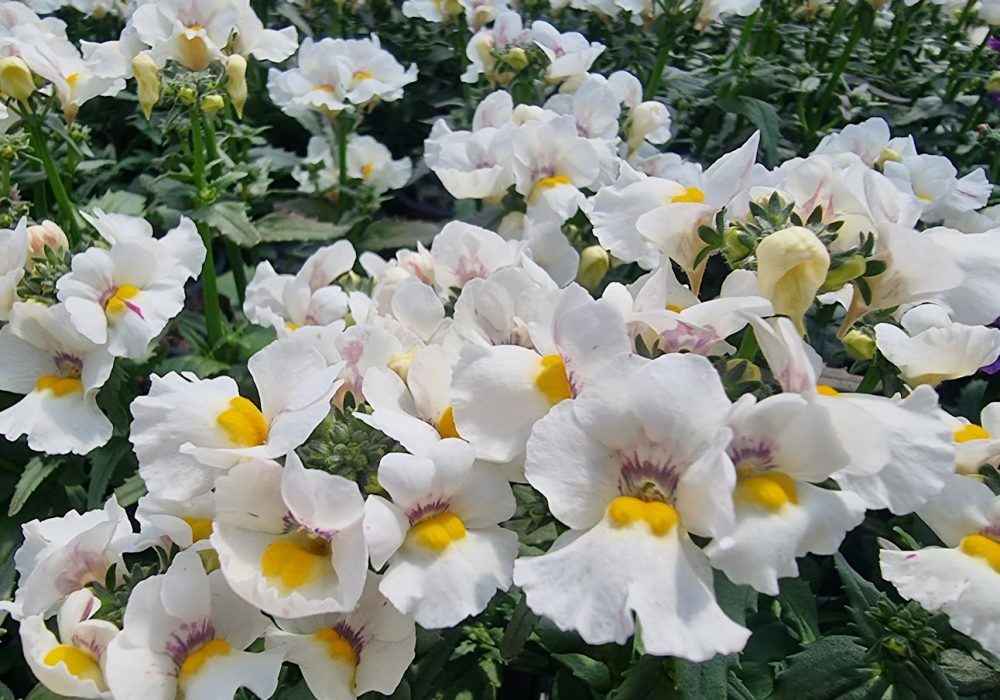 Nemesia Snow