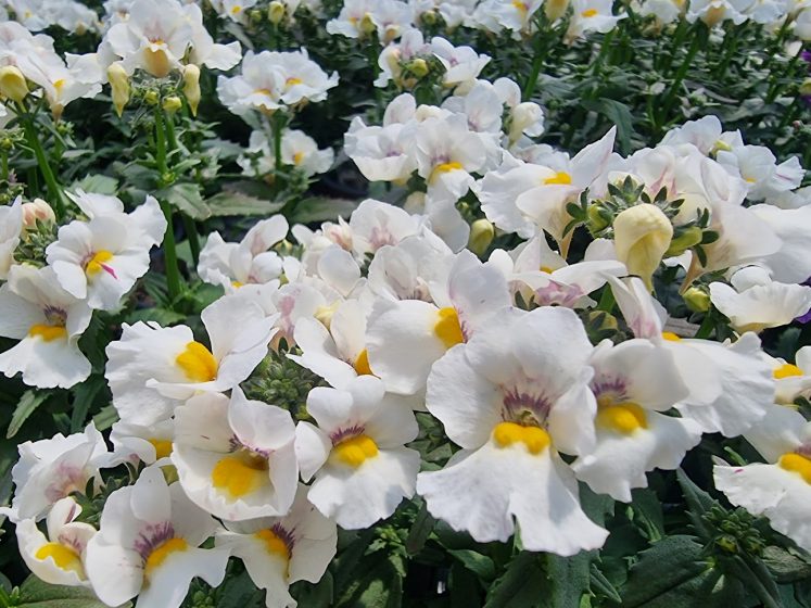 Nemesia Snow