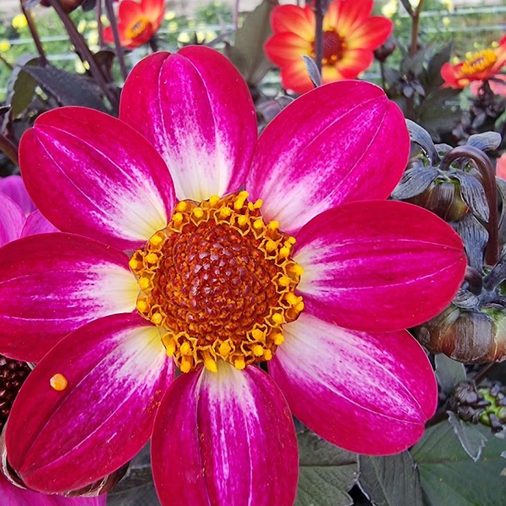 Dahlia Magenta Bi Colour