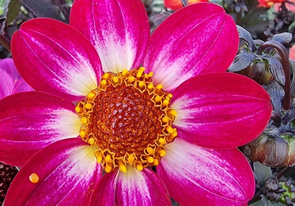 Dahlia Magenta Bi Colour