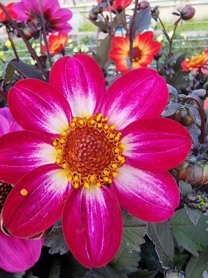 Dahlia Magenta Bi Colour