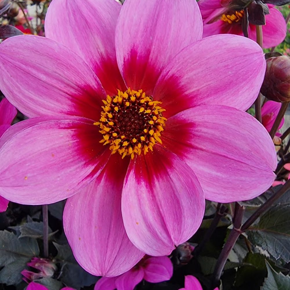 Dahlia Pink Halo