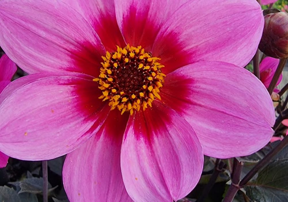 Dahlia Pink Halo