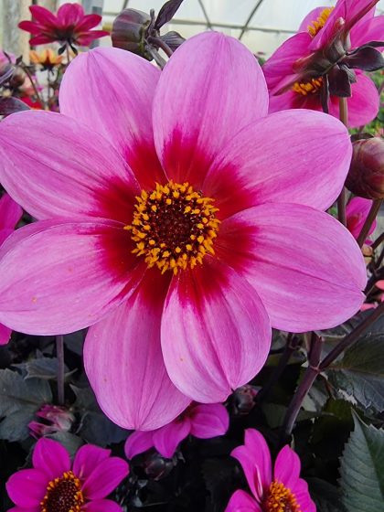 Dahlia Pink Halo