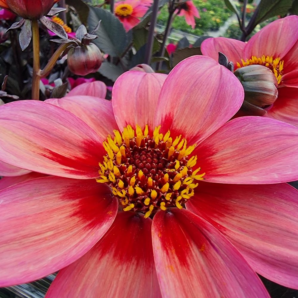 Dahlia Bronze Tricolor