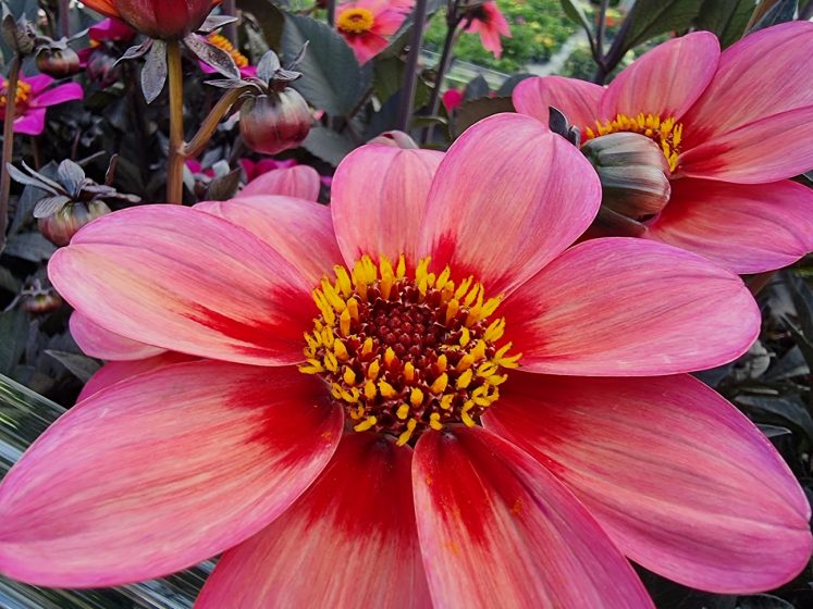 Dahlia Bronze Tricolor