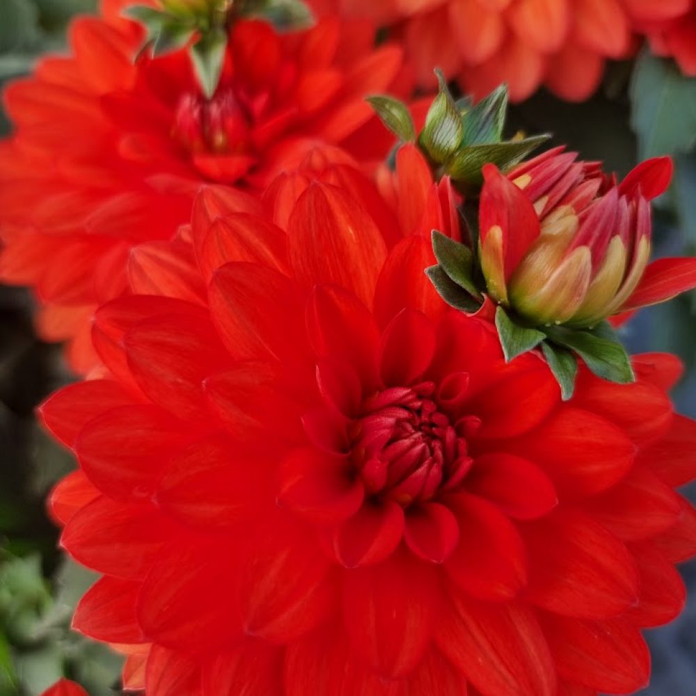 Dahlia Orange