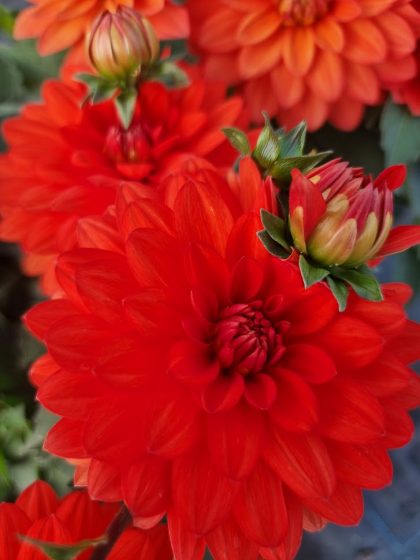 Dahlia Orange