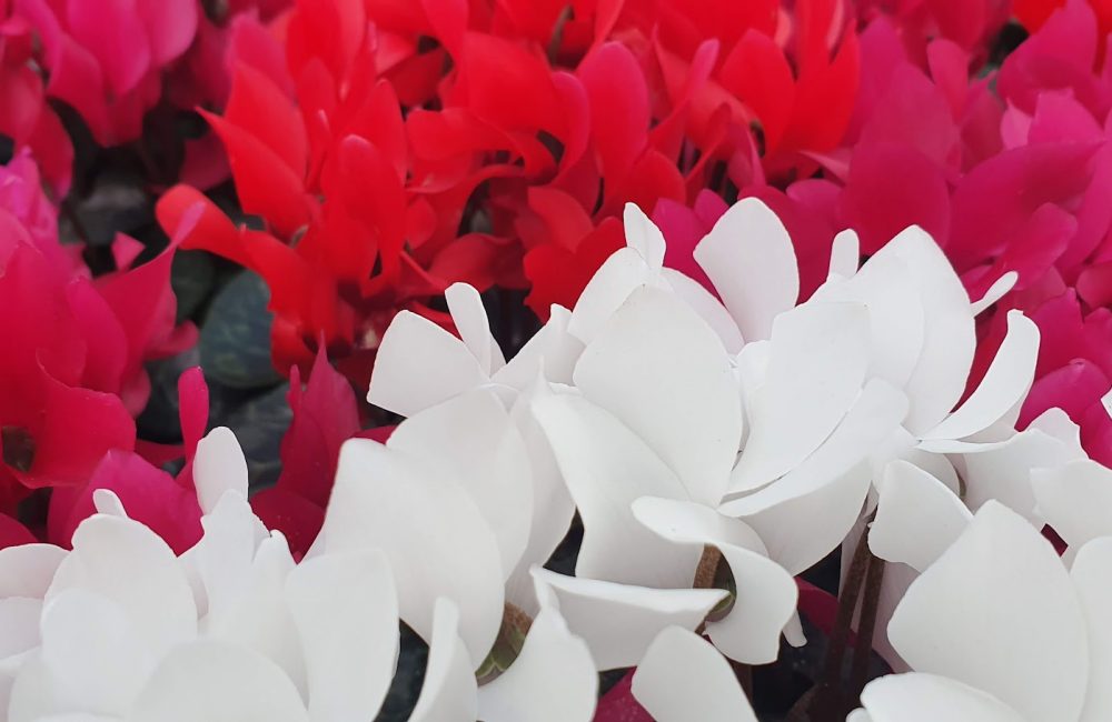 10cm Mini Cyclamen