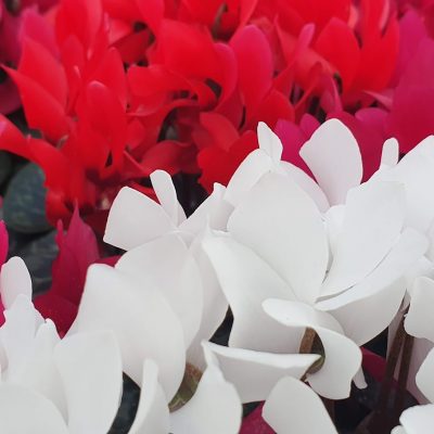 10cm Mini Cyclamen